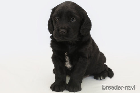 成約済の神奈川県のミックス犬-320555の1枚目